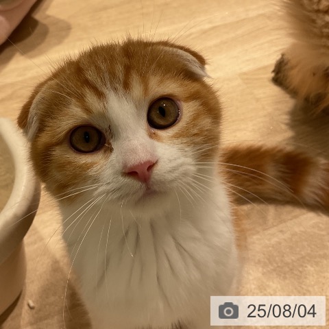スコティッシュフォールドの写真