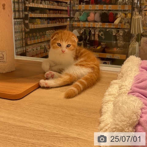 スコティッシュフォールドの写真