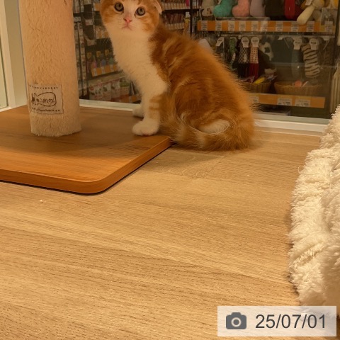 スコティッシュフォールドの写真