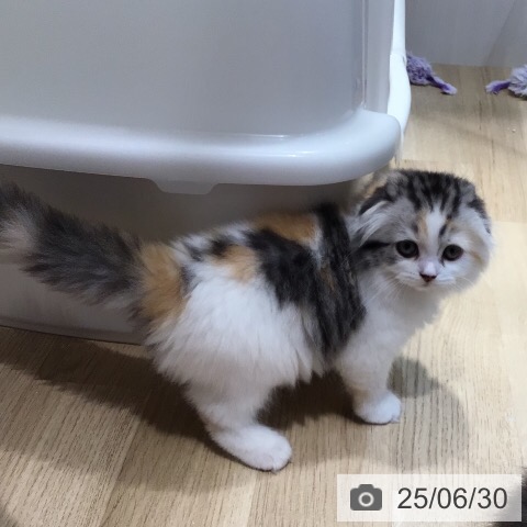 スコティッシュフォールドの写真