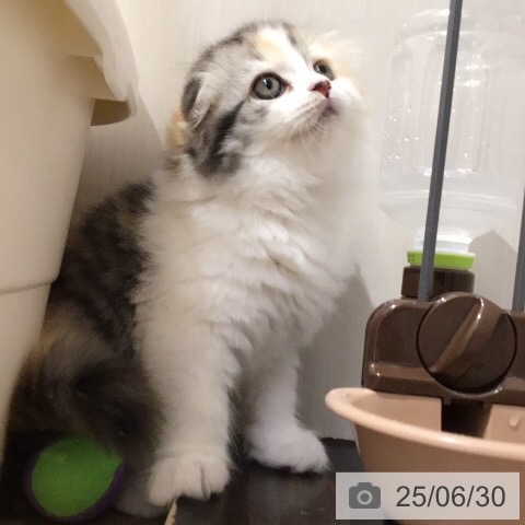 スコティッシュフォールドの写真