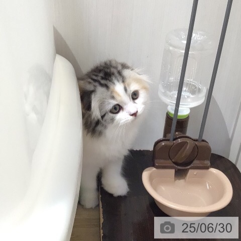 スコティッシュフォールドの写真