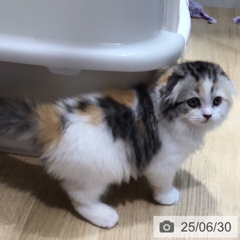 スコティッシュフォールドの写真