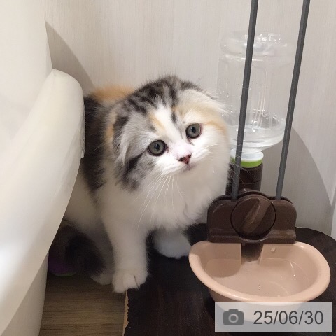 スコティッシュフォールドの写真