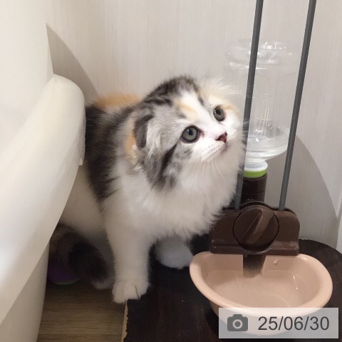 スコティッシュフォールドの写真