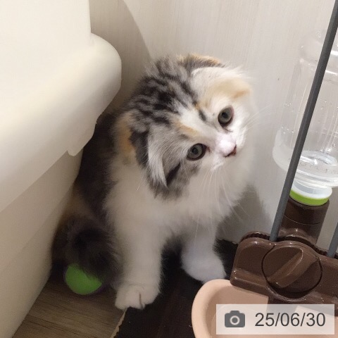 スコティッシュフォールドの写真