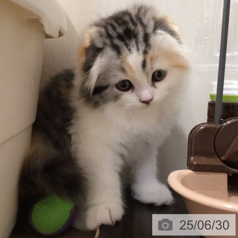 スコティッシュフォールドの写真