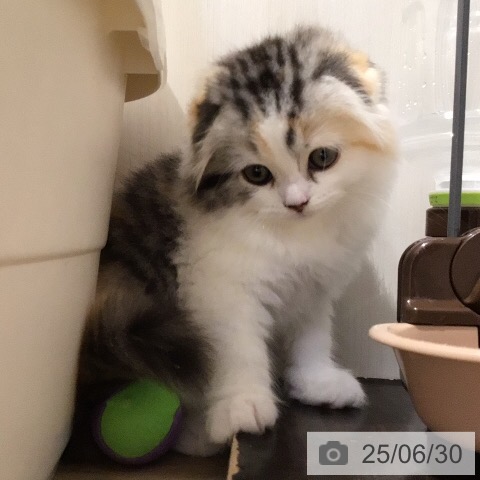 スコティッシュフォールドの写真