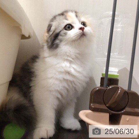 スコティッシュフォールドの写真