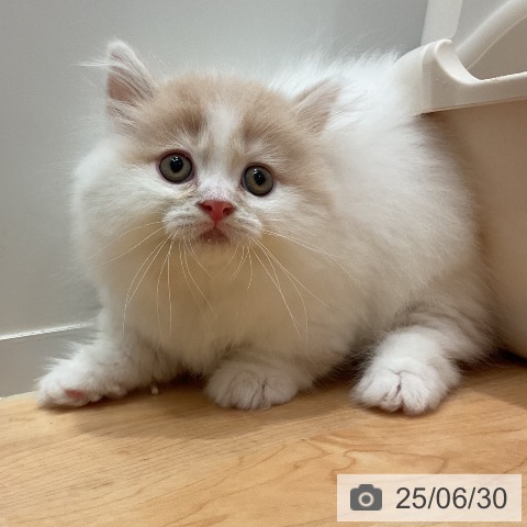 マンチカンの写真