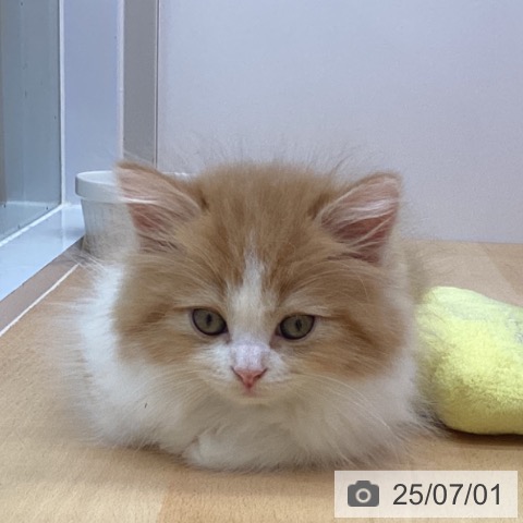 マンチカンの写真