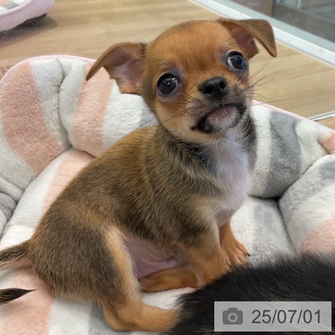 チワワの写真
