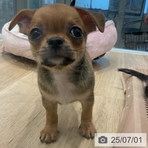チワワの写真