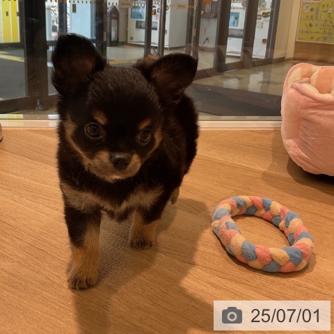 チワワの写真