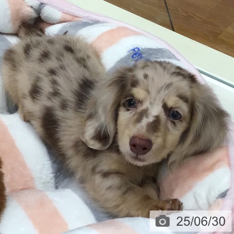 ミニチュア・ダックスフンドの写真