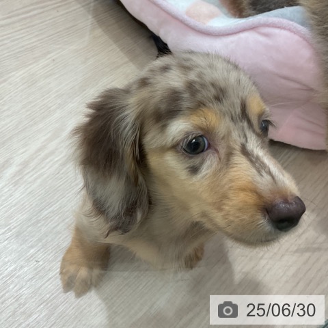ミニチュア・ダックスフンドの写真