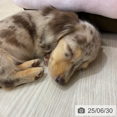 ミニチュア・ダックスフンドの写真
