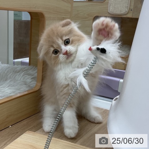スコティッシュフォールドの写真