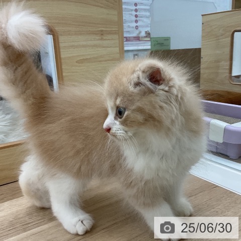 スコティッシュフォールドの写真