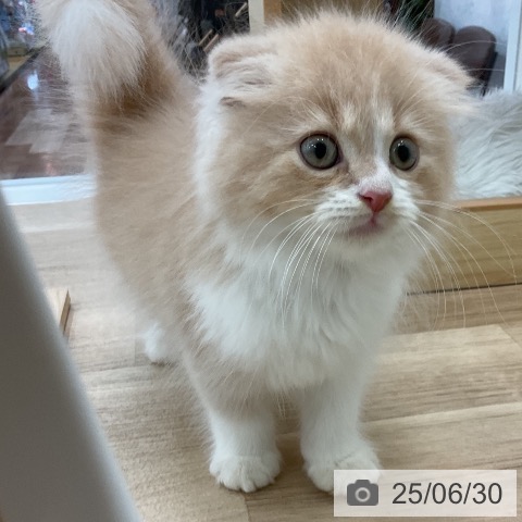 スコティッシュフォールドの写真