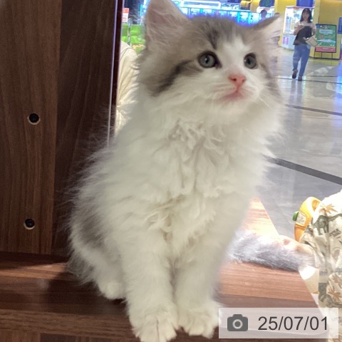 ノルウェージャンフォレストキャットの写真