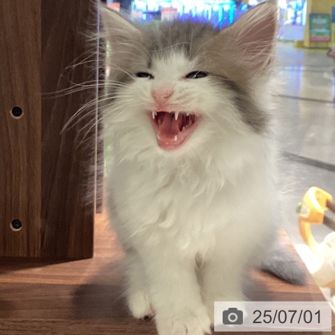 ノルウェージャンフォレストキャットの写真