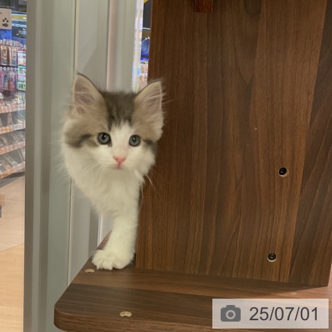 ノルウェージャンフォレストキャットの写真
