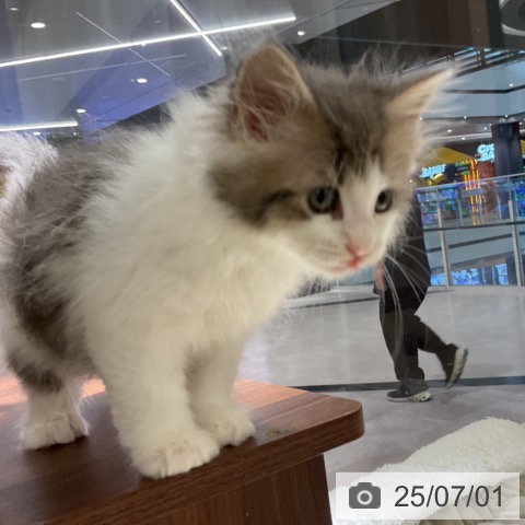 ノルウェージャンフォレストキャットの写真