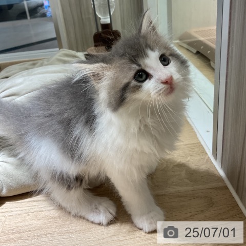 ノルウェージャンフォレストキャットの写真