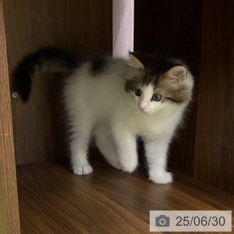 ノルウェージャンフォレストキャットの写真