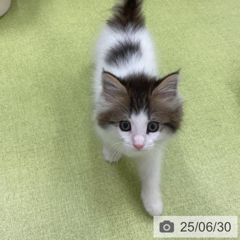 ノルウェージャンフォレストキャットの写真