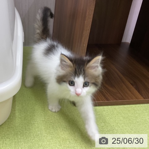 ノルウェージャンフォレストキャットの写真