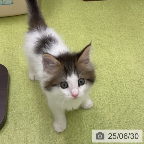 ノルウェージャンフォレストキャットの写真