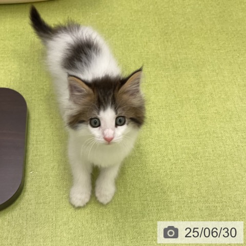 ノルウェージャンフォレストキャットの写真