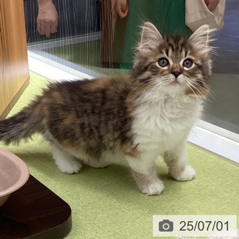 サイベリアンの写真