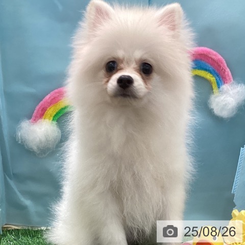 ポメラニアンの写真