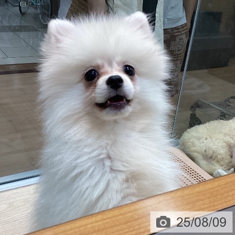 ポメラニアンの写真