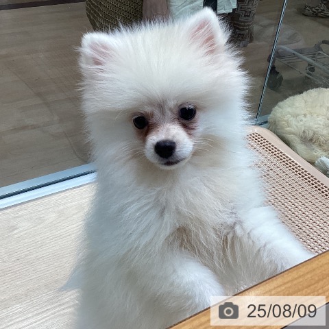 ポメラニアンの写真