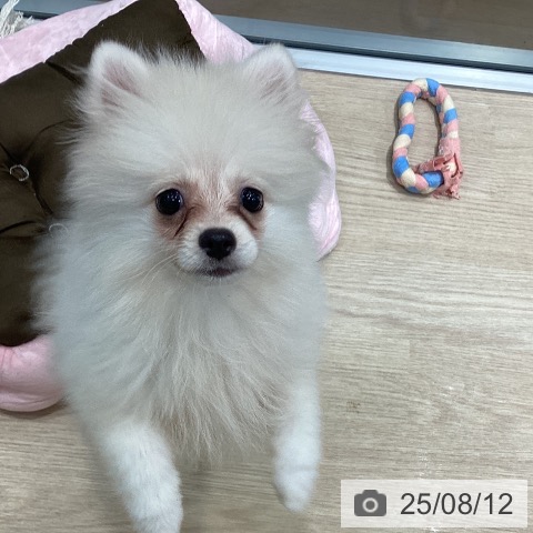 ポメラニアンの写真