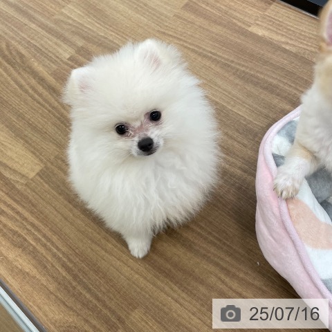 ポメラニアンの写真