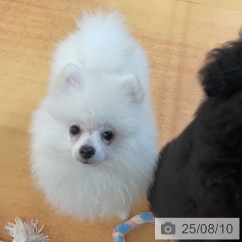 ポメラニアンの写真