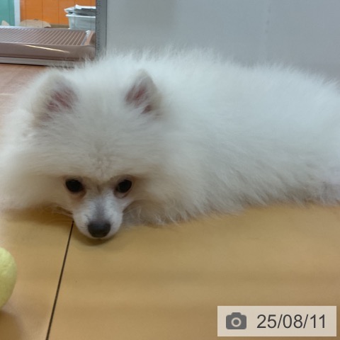 ポメラニアンの写真