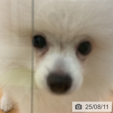 ポメラニアンの写真