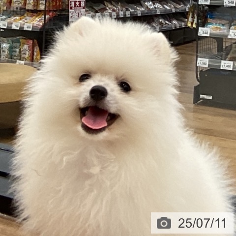ポメラニアンの写真