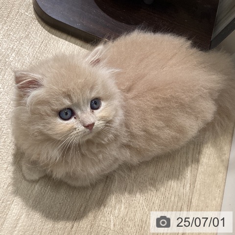 ミヌエットの写真