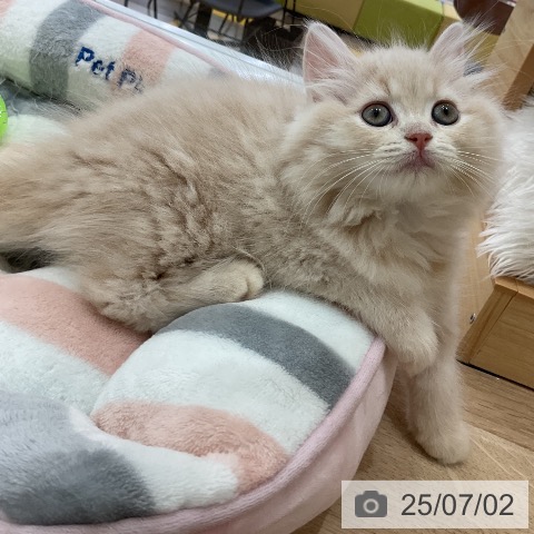 ラガマフィンの写真