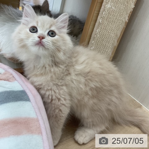 ラガマフィンの写真