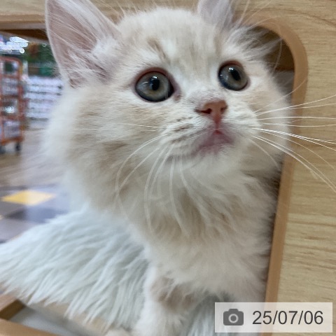 ラガマフィンの写真