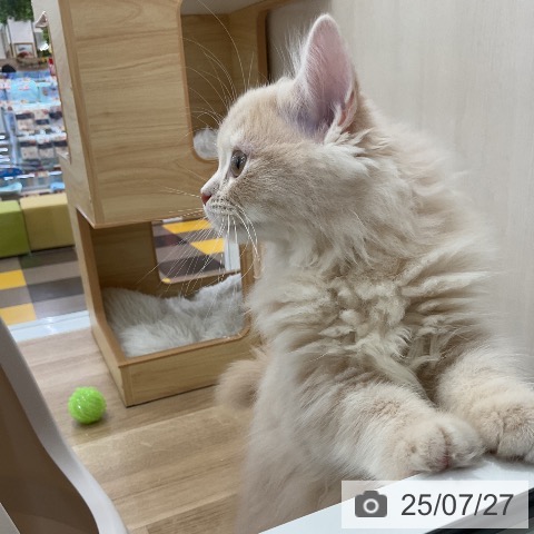 ラガマフィンの写真