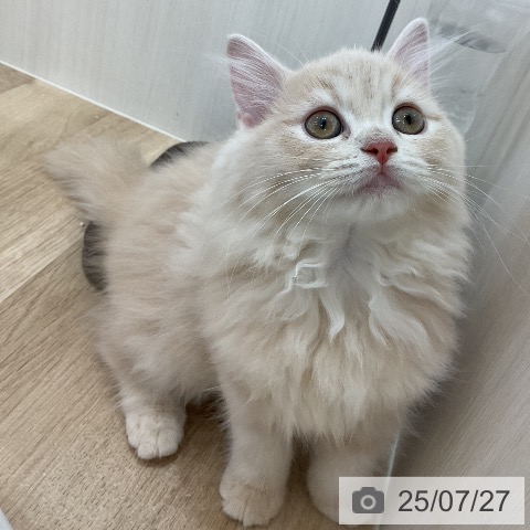 ラガマフィンの写真